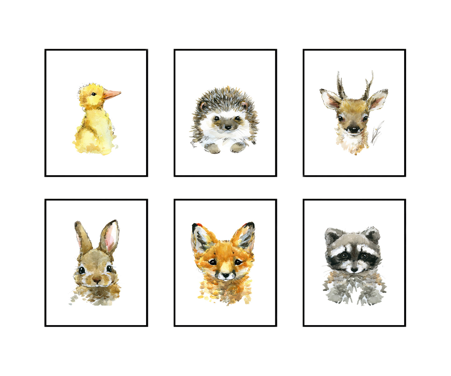 Aquarel dieren wasbeer - Bos en boerderij