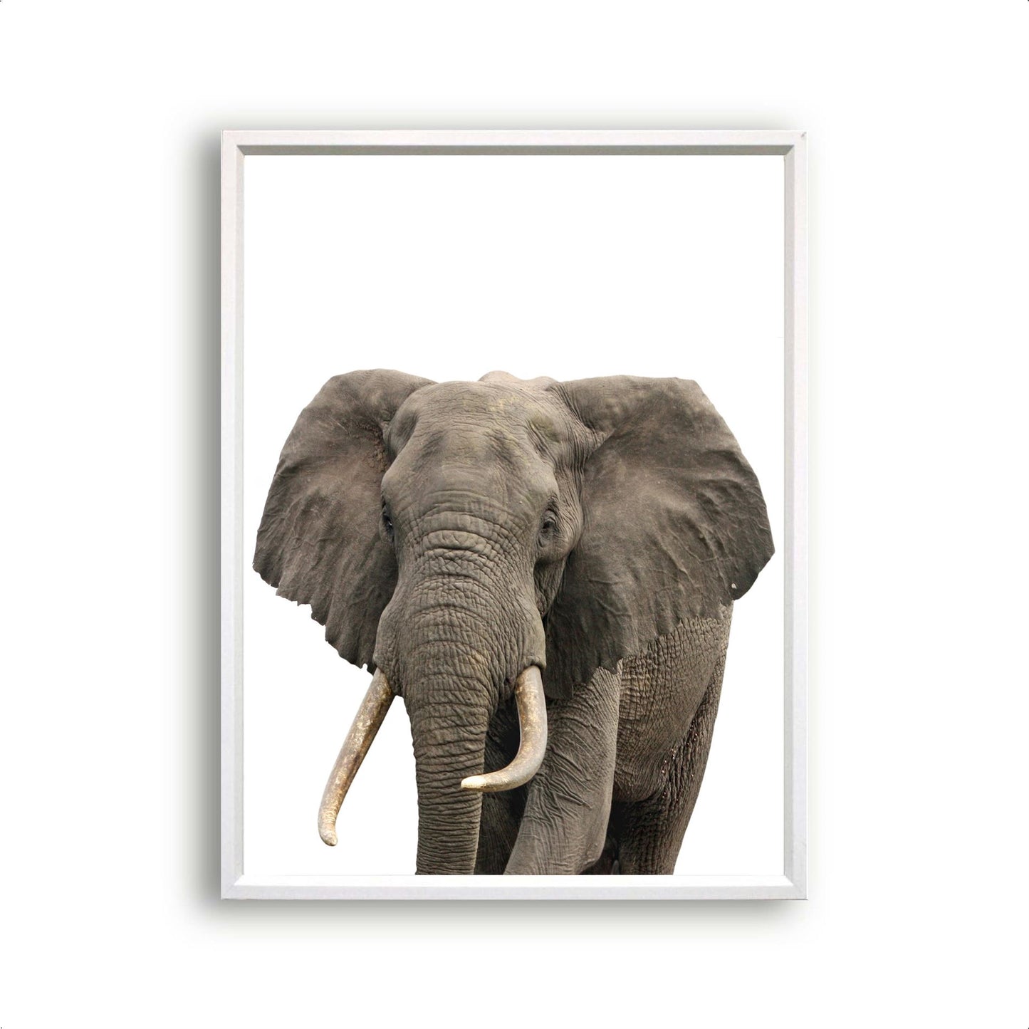 Jungle / safari grote olifant - Dieren