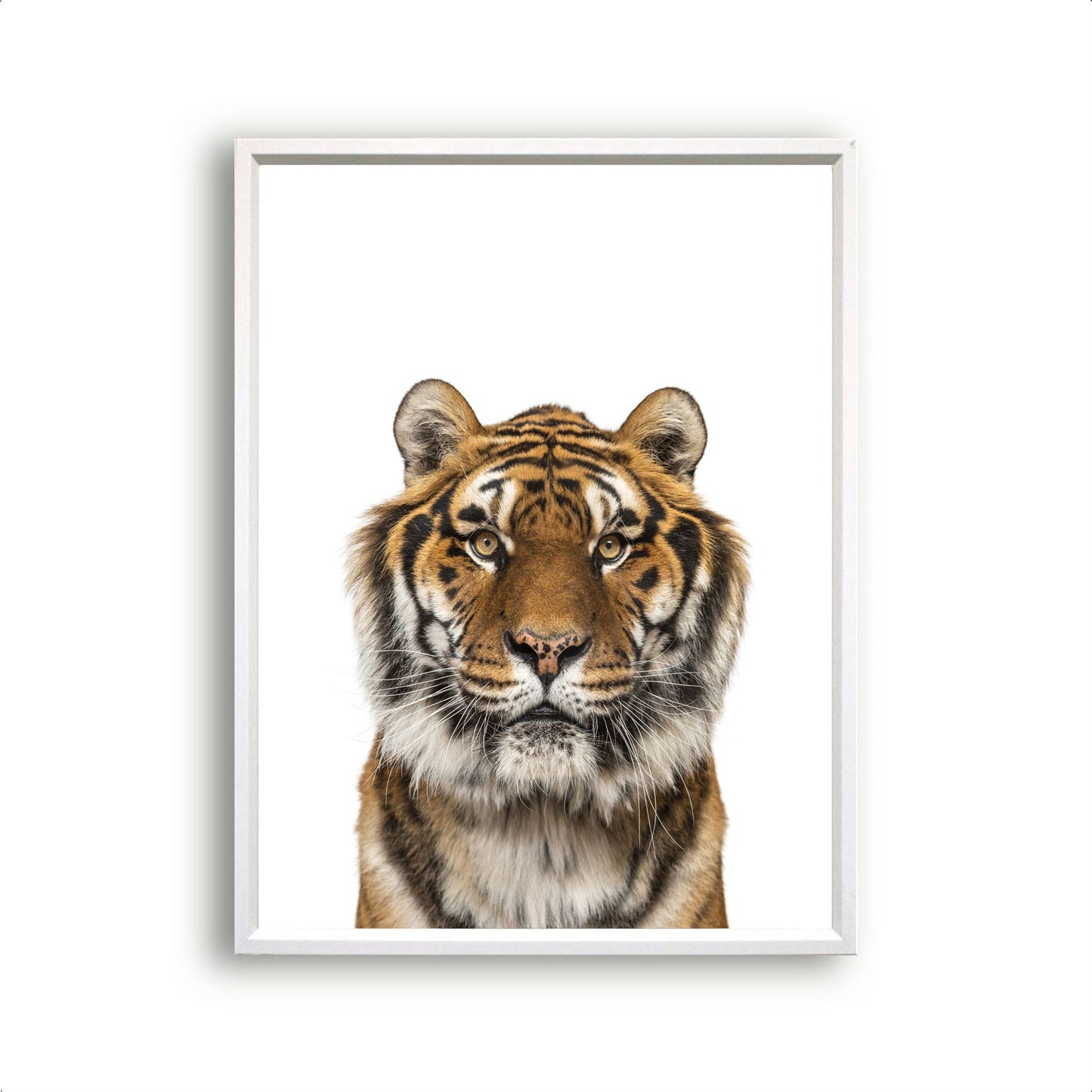 Jungle / safari grote tijger - Dieren