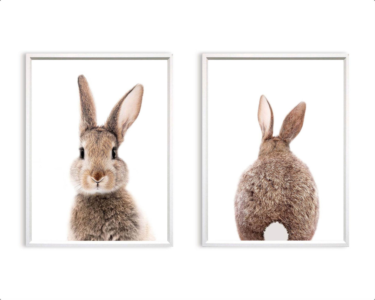 Lief konijntje voorkant - Dieren